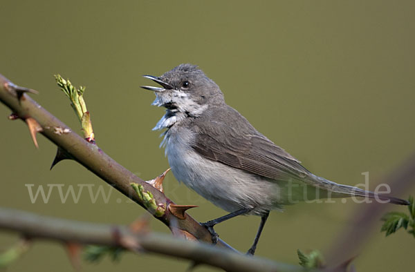 Zaungrasmücke (Sylvia curruca)