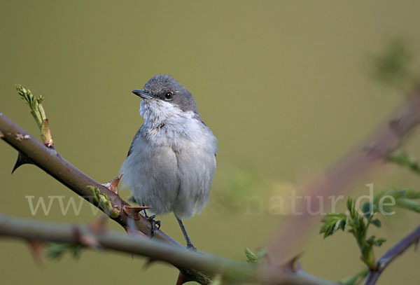 Zaungrasmücke (Sylvia curruca)