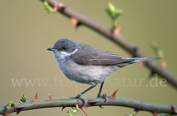 Zaungrasmücke (Sylvia curruca)