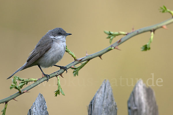 Zaungrasmücke (Sylvia curruca)