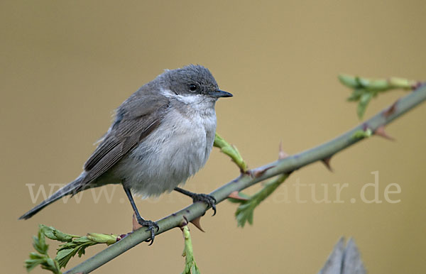 Zaungrasmücke (Sylvia curruca)