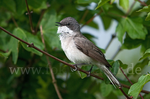 Zaungrasmücke (Sylvia curruca)