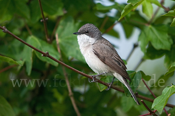 Zaungrasmücke (Sylvia curruca)