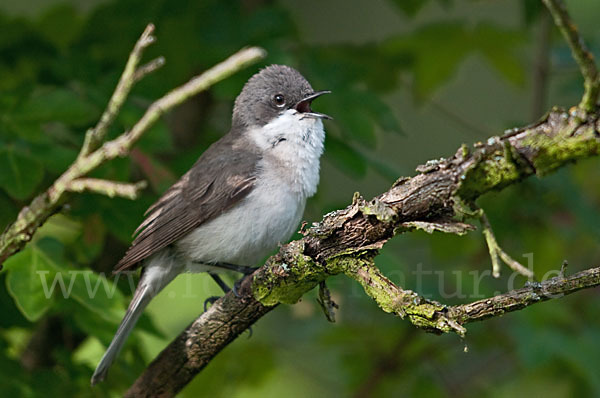 Zaungrasmücke (Sylvia curruca)