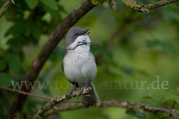 Zaungrasmücke (Sylvia curruca)