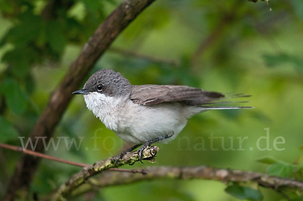 Zaungrasmücke (Sylvia curruca)