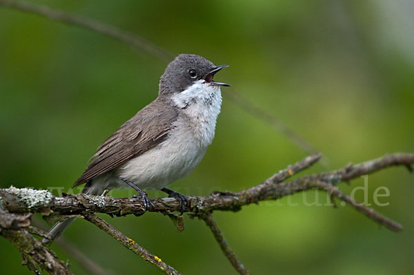 Zaungrasmücke (Sylvia curruca)