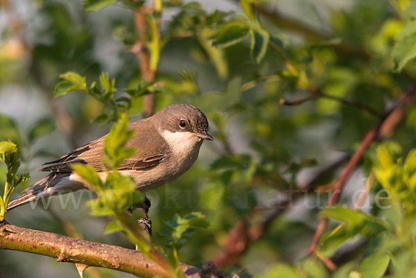 Zaungrasmücke (Sylvia curruca)