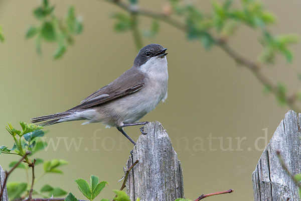 Zaungrasmücke (Sylvia curruca)