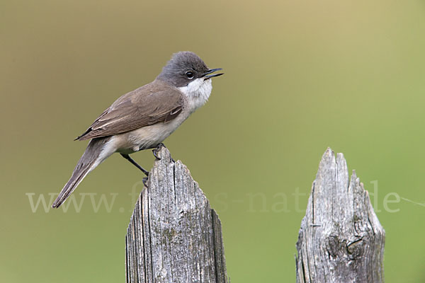 Zaungrasmücke (Sylvia curruca)