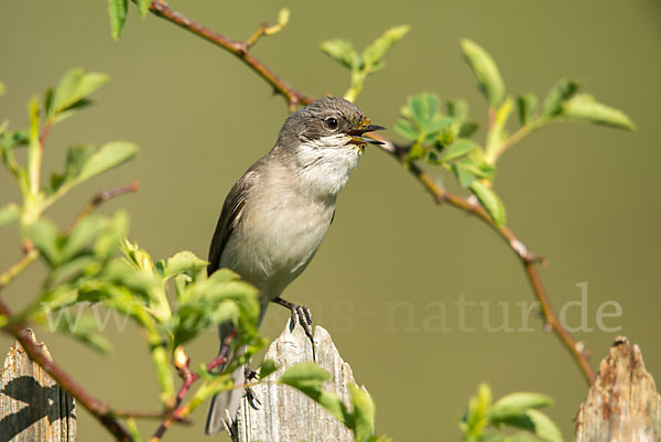 Zaungrasmücke (Sylvia curruca)