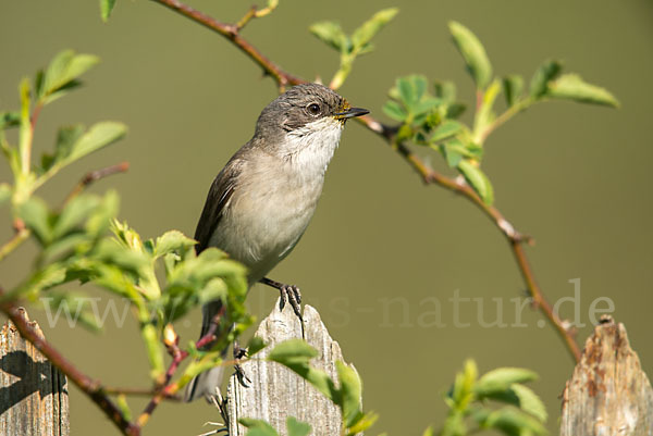 Zaungrasmücke (Sylvia curruca)