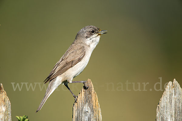 Zaungrasmücke (Sylvia curruca)