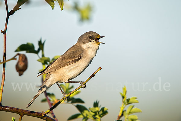 Zaungrasmücke (Sylvia curruca)