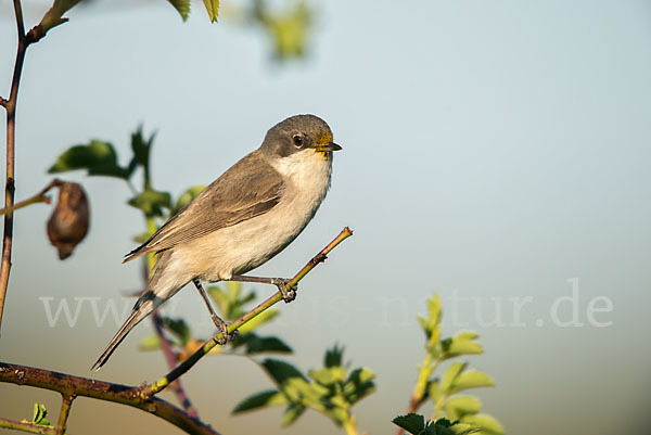 Zaungrasmücke (Sylvia curruca)