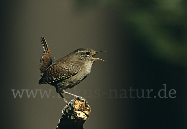 Zaunkönig (Troglodytes troglodytes)