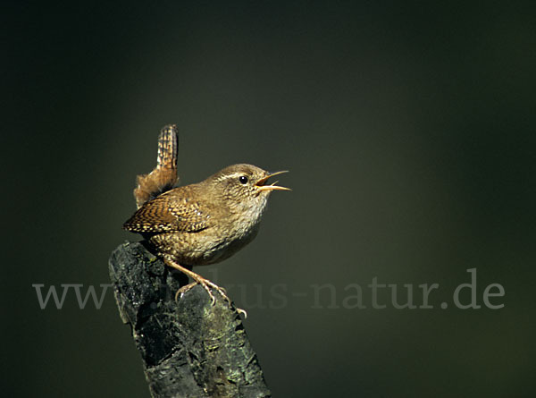 Zaunkönig (Troglodytes troglodytes)