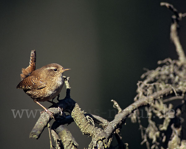 Zaunkönig (Troglodytes troglodytes)