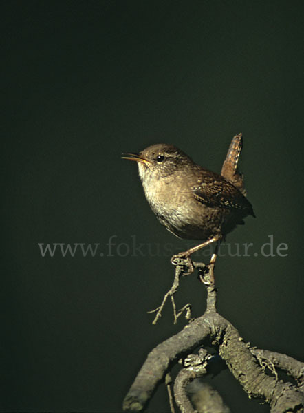 Zaunkönig (Troglodytes troglodytes)