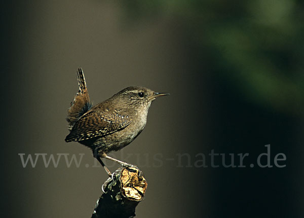 Zaunkönig (Troglodytes troglodytes)