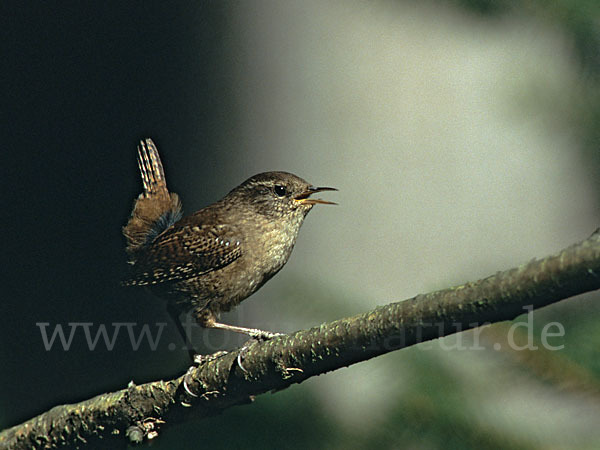 Zaunkönig (Troglodytes troglodytes)