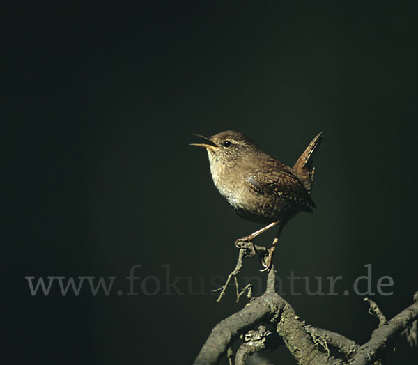 Zaunkönig (Troglodytes troglodytes)