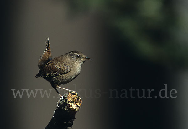 Zaunkönig (Troglodytes troglodytes)