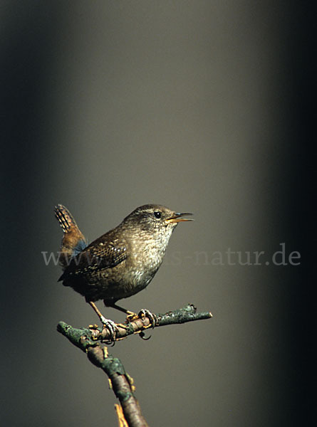 Zaunkönig (Troglodytes troglodytes)