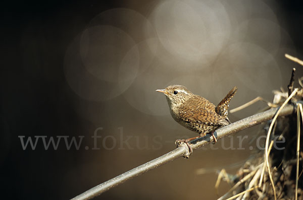 Zaunkönig (Troglodytes troglodytes)