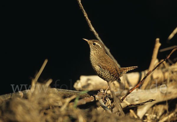 Zaunkönig (Troglodytes troglodytes)