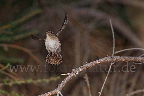 Zaunkönig (Troglodytes troglodytes)