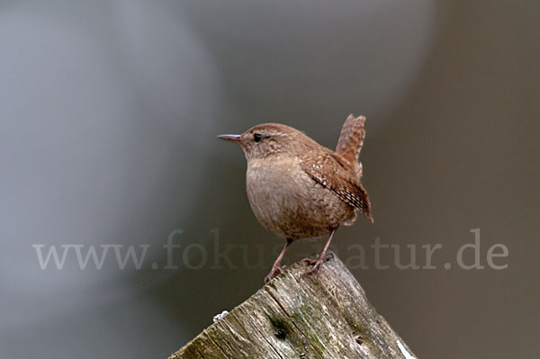 Zaunkönig (Troglodytes troglodytes)