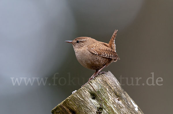 Zaunkönig (Troglodytes troglodytes)