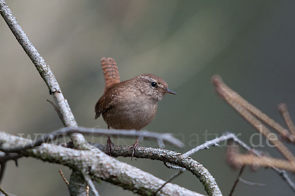 Zaunkönig (Troglodytes troglodytes)