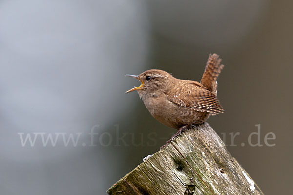 Zaunkönig (Troglodytes troglodytes)