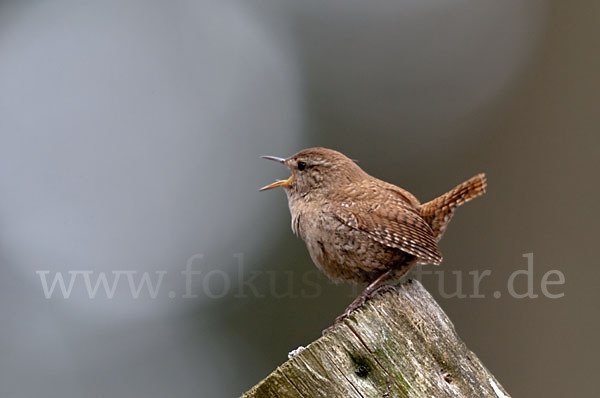 Zaunkönig (Troglodytes troglodytes)