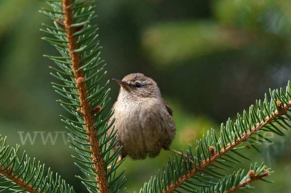 Zaunkönig (Troglodytes troglodytes)