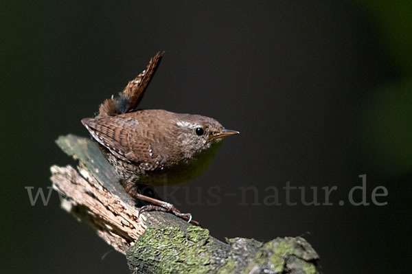 Zaunkönig (Troglodytes troglodytes)