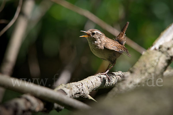 Zaunkönig (Troglodytes troglodytes)