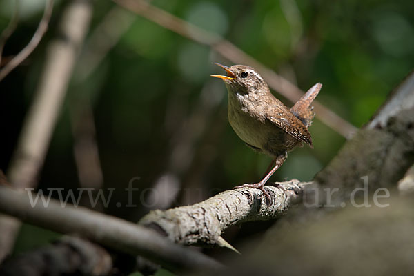 Zaunkönig (Troglodytes troglodytes)