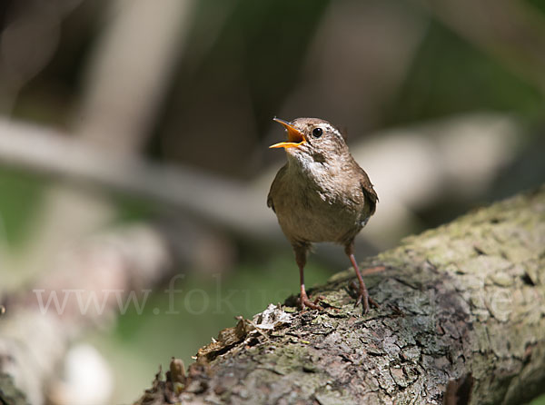 Zaunkönig (Troglodytes troglodytes)