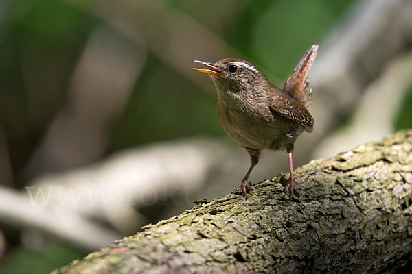 Zaunkönig (Troglodytes troglodytes)