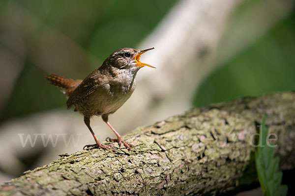 Zaunkönig (Troglodytes troglodytes)