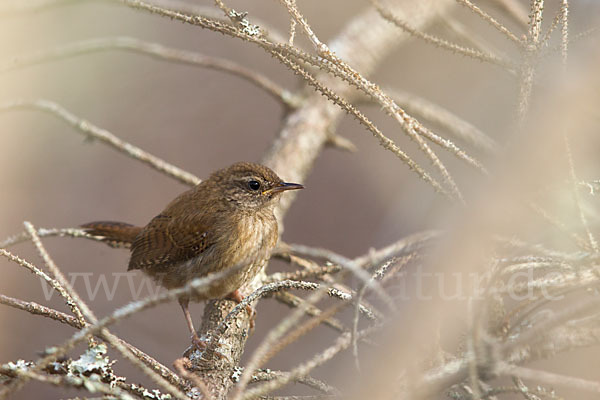 Zaunkönig (Troglodytes troglodytes)