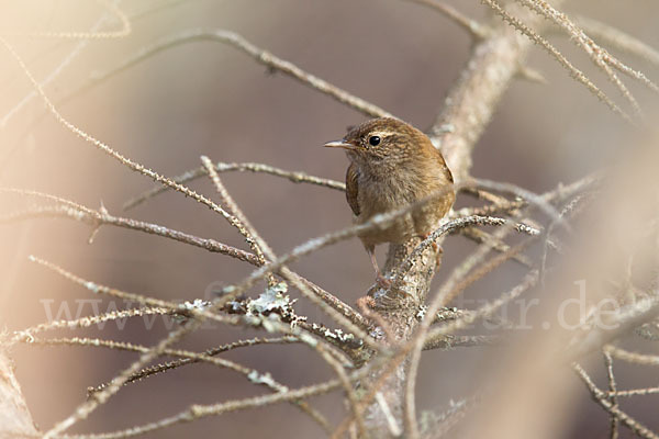 Zaunkönig (Troglodytes troglodytes)