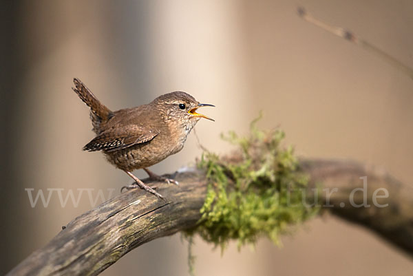 Zaunkönig (Troglodytes troglodytes)