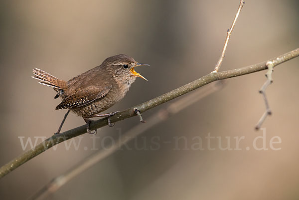 Zaunkönig (Troglodytes troglodytes)