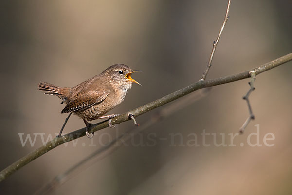 Zaunkönig (Troglodytes troglodytes)