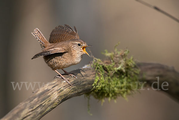 Zaunkönig (Troglodytes troglodytes)