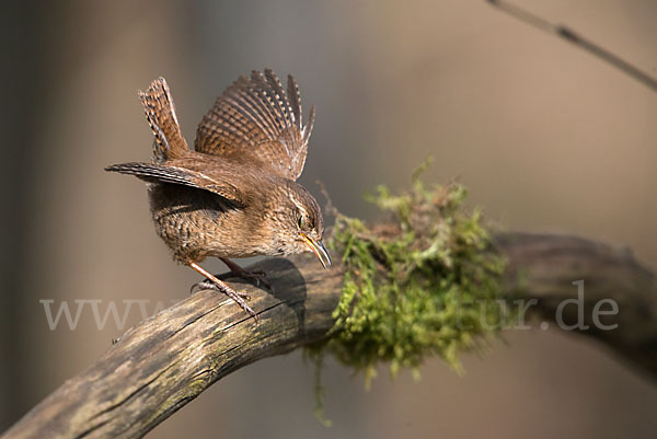 Zaunkönig (Troglodytes troglodytes)
